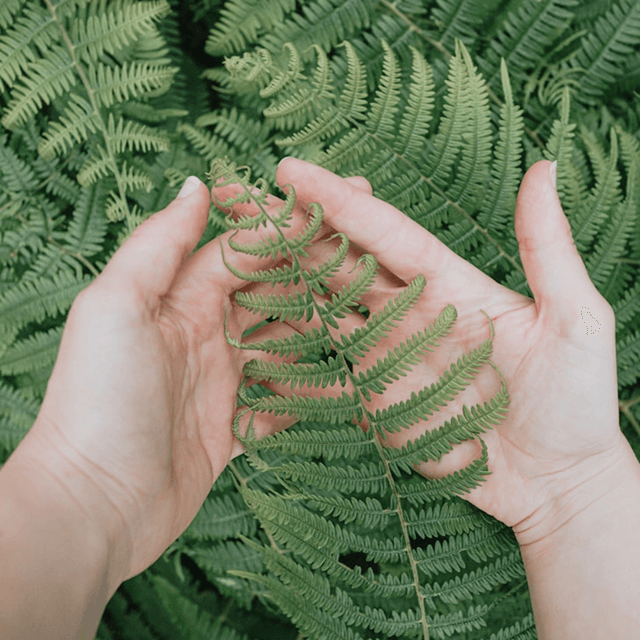 Close-up of two hands gently holding a vibrant green fern leaf, surrounded by dense fern foliage, emphasizing a connection with nature.