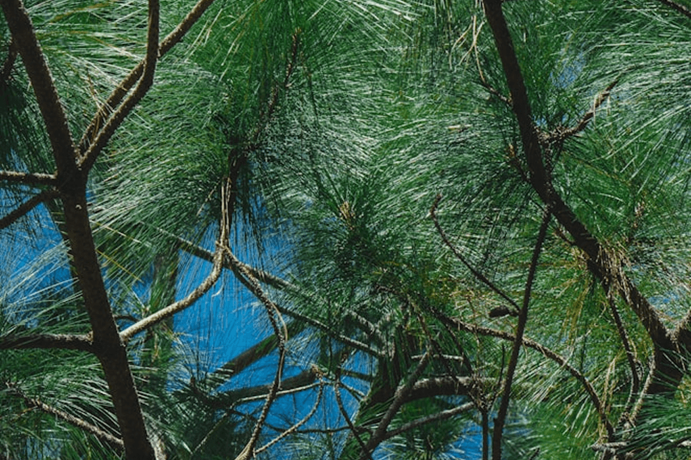 Close-up view of the wispy green needle-like leaves and twisting branches of a tree against a bright blue sky, creating a dense and textured canopy.